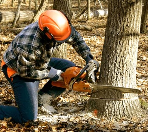 Tree Removal in Squaw Lake, MN